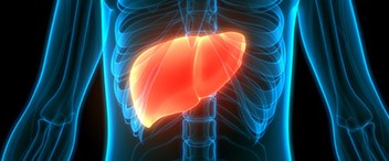 Animated outline of liver in abdomen