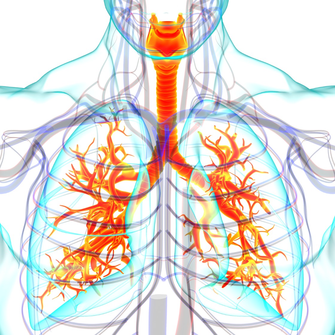Lungs Human Respiratory System Anatomy